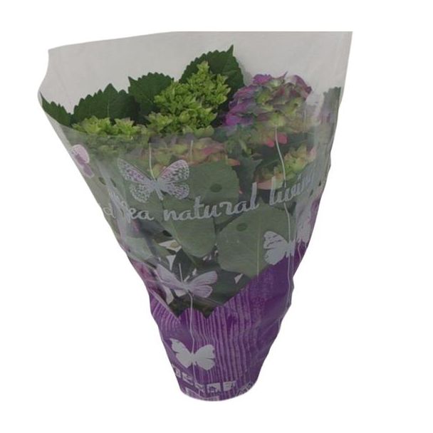 Hydrangea Roze - Ø14cm - ↕35cm