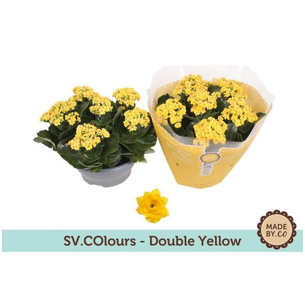 Kalancho, kleur geel, Kalanchoe Double Yellow - Ø23cm - ↕27cm
