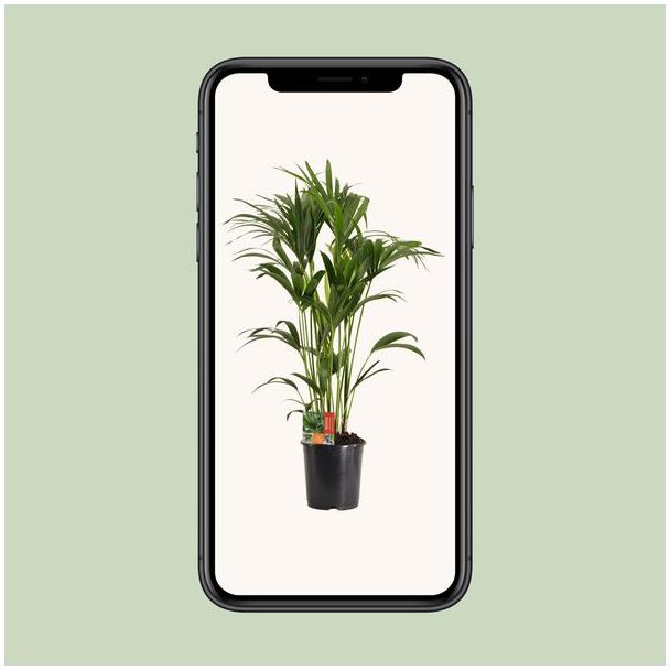 Howea Forsteriana - Ø24cm - ↕120cm