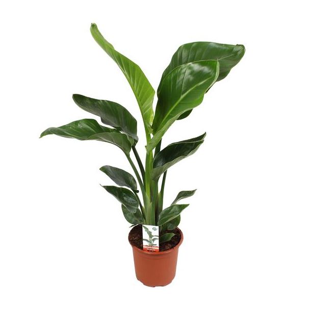 Witte Paradijsvogelplant, Tropische Groene Plant, Strelitzia Nicolai,  Ø17cm - ↕70cm