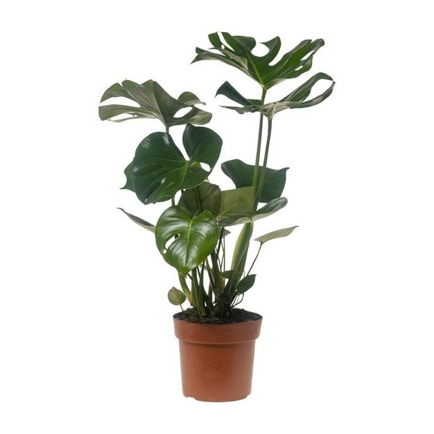 De Gatenplant, Groene Kamerplant, Tropisch, Monstera Deliciosa - Ø21cm - ↕75cm