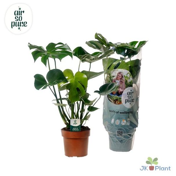 2 stuks Gatenplant, Groene Kamerplant, Tropisch, Monstera Deliciosa - Ø21cm - ↕75cm