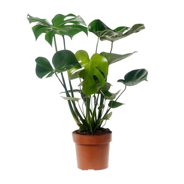 De Gatenplant, Groene Kamerplant, Tropisch, Monstera Deliciosa - Ø17cm - ↕55cm