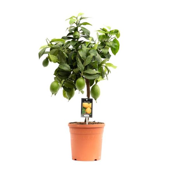 Citrusplant op stam, Citrus Lemon - Ø19cm - ↕70cm