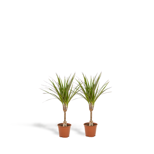 Set, 2 stuks Drakenbloedbomen (Dracaena Marginata) - Elegantie en Gezondheid voor Jouw Interieur
