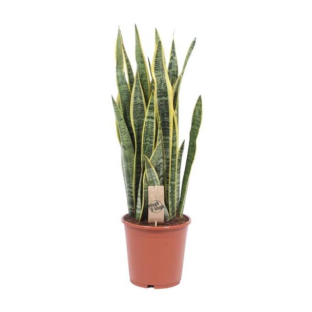 Vrouwentong,  Goudrandplant, Zwaardvormig Donkergroen Blad met Gele Rand, Sansevieria Laurentii - Ø21cm - ↕80cm