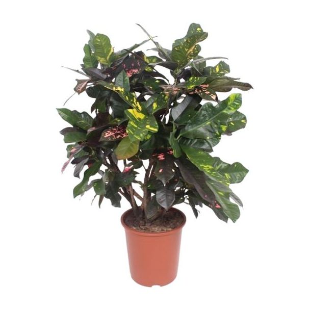 Croton Magnificent (Codiaeum) – Bontbladige Kamerplant 110 cm Hoog – Ø27 cm