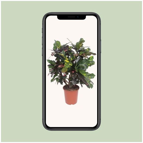 Croton Magnificent (Codiaeum) – Bontbladige Kamerplant 110 cm Hoog – Ø27 cm