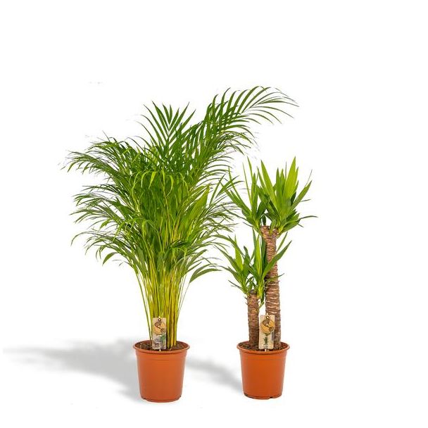 Goudpalm en Palmlelie Set - Areca Palm - Hoogte 130 cm en Yucca Elephantipes - Hoogte 100 cm - Potmaten Ø24 cm en Ø21 cm
