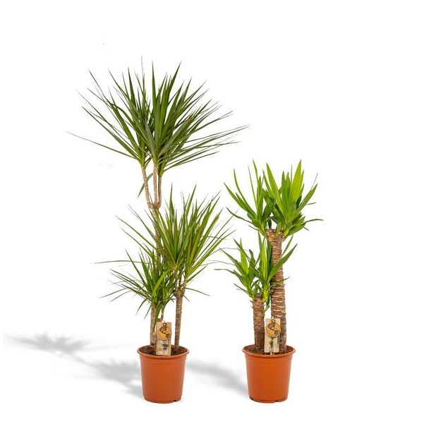 Drakenbloedboom en Palmlelie Set - Dracaena Marginata - Hoogte 120 cm en Yucca Elephantipes - Hoogte 100 cm - Potmaten Ø21 cm