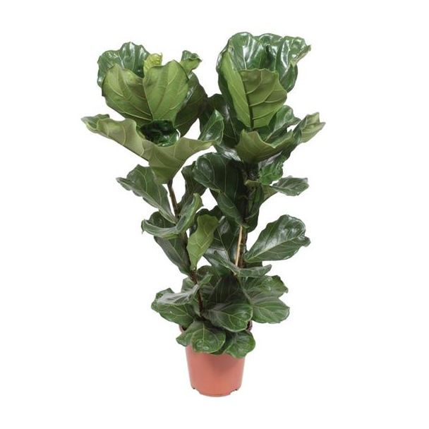 Vioolbladplant,Tropische Kamerplant, Ficus Lyrata  Ø27- 100cm Hoog