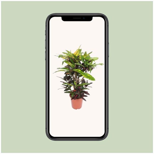 Codiaeum Mango (Croton Mango) - Ø27cm - ↕110cm