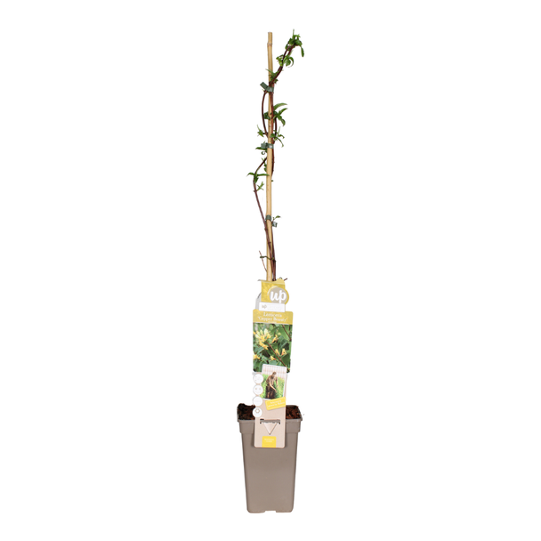 Kamperfoelie, Klimplant, Kleur Donkerroze, Paars, Geel, Lonicera Henryi Copper Beauty - Ø19cm - ↕110cm