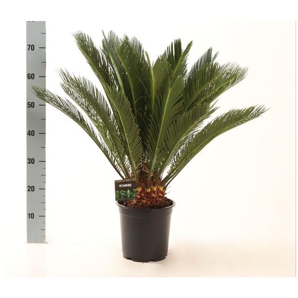 Sago Palm Cycas Revoluta hoogte ca 75cm - Ø21cm elegante, veervormige bladeren