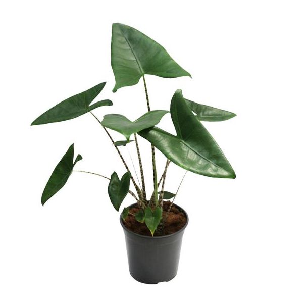 Zebra-Plant, Tropische en Exotische uitstraling, Alocasia Zebrina - Ø21cm - ↕80cm Hoog
