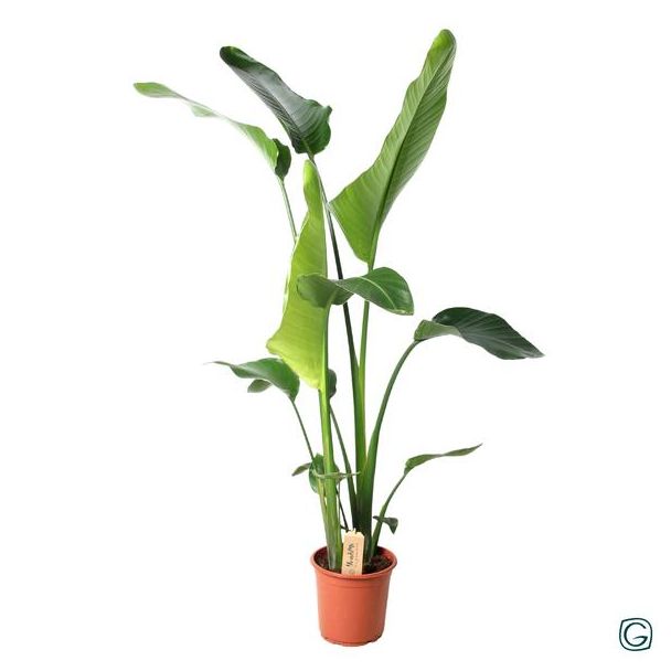 Witte Paradijsvogelplant, Tropische Groene Plant, Strelitzia Nicolai,  Ø21cm - ↕100cm