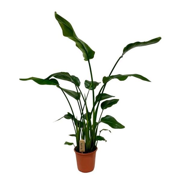 Witte Paradijsvogelplant, Tropische Groene Plant, Strelitzia Nicolai,  Ø21cm - ↕120cm