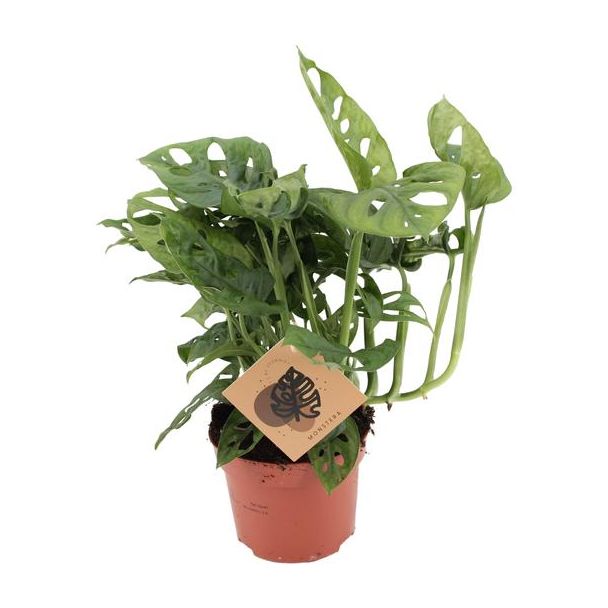 3x Gatenplant, Groene Kamerplant, Tropisch,  Monstera Deliciosa - Ø12cm - ↕30cm