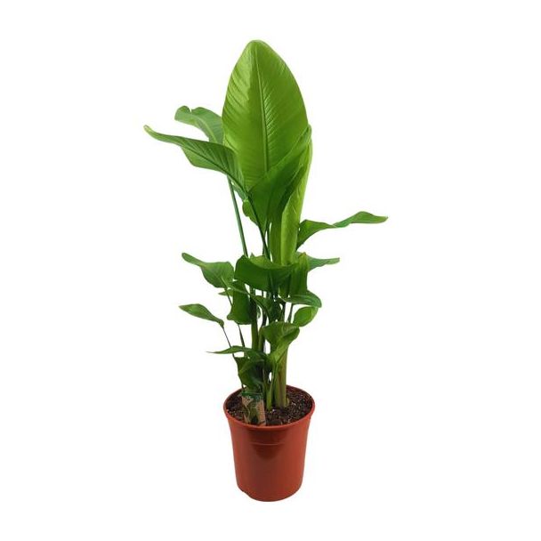 Witte Paradijsvogelplant, Tropische Groene Plant, Strelitzia Nicolai,  Ø24cm - ↕120cm