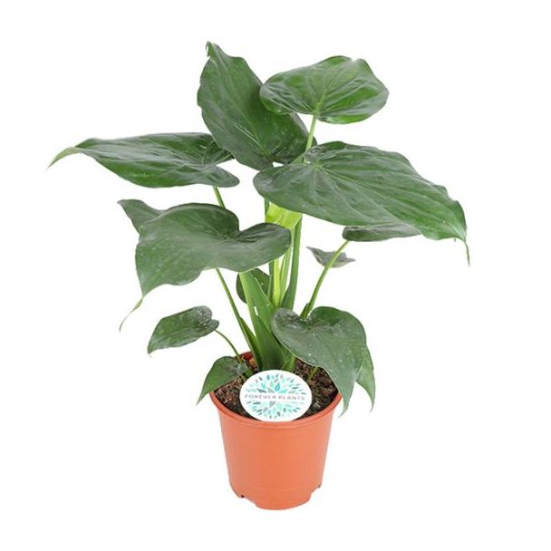 Buddha's Hand, Olifantenoor, Exotische Groene Plant, Alocasia Cucullata - Ø21cm - ↕80cm