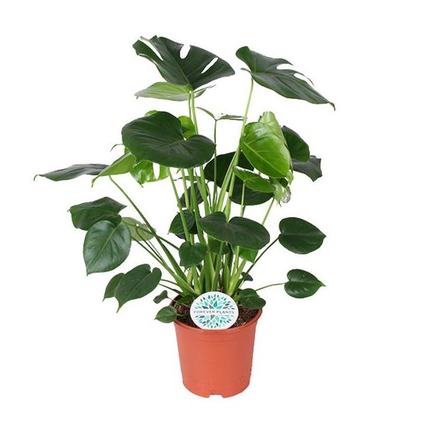 De Gatenplant, Groene Kamerplant, Tropisch, Monstera Deliciosa - Ø21cm - ↕80cm