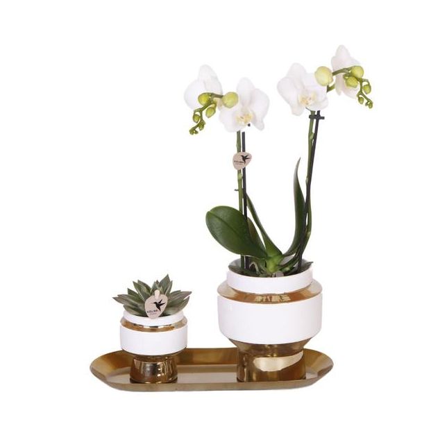 Cadeau-Tip!  Kamerplantenset, Orchidee Amabilis +Succulent op smalle Gouden dienblad, Kleur Wit-Groen,