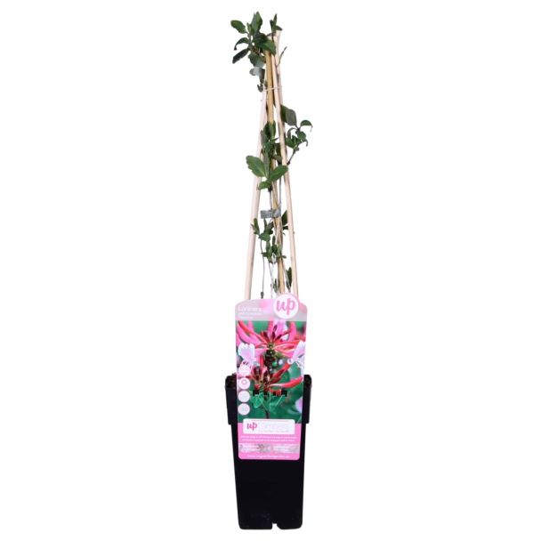 Voor close-up van de hele plant in pot | introgreen