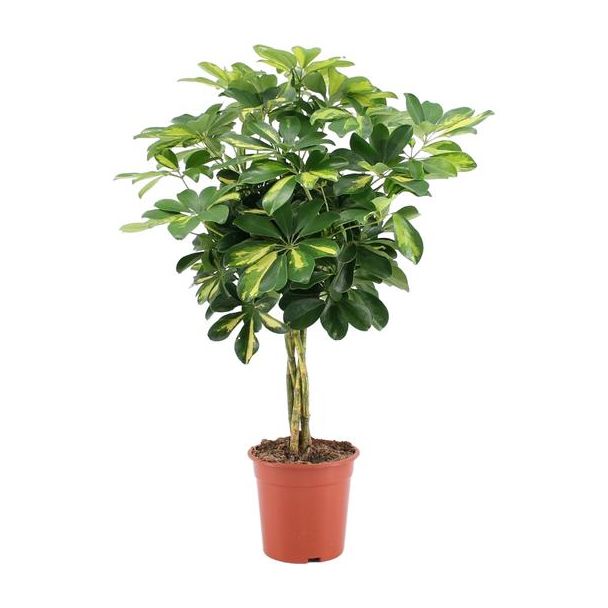 Dwerg=Parapluplant, Groene Plant, Schefflera Arboricola Gold Capella - Ø19cm - ↕75cm hoog