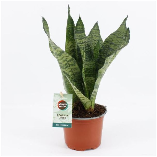 Vrouwentong, Donkergroen Blad met horizontale strepen, Sansevieria Black Coral - Ø12cm - ↕35cm