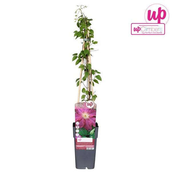 Clematis Ernest Markham - Ø15cm - ↕65cm
