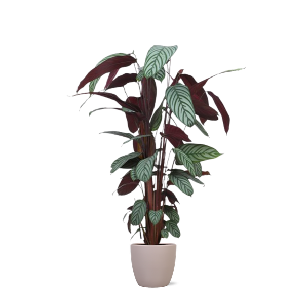 Ctenanthe Oppenheimiana Ø27cm ↕130cm in Boule TAUPE pot
