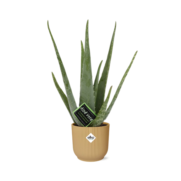 Aloe Vera,  in Elho Vebes Fold Ø14cm Kleur Geel, ↕40cm, Groene Plant,  Medicinale eigenschappen