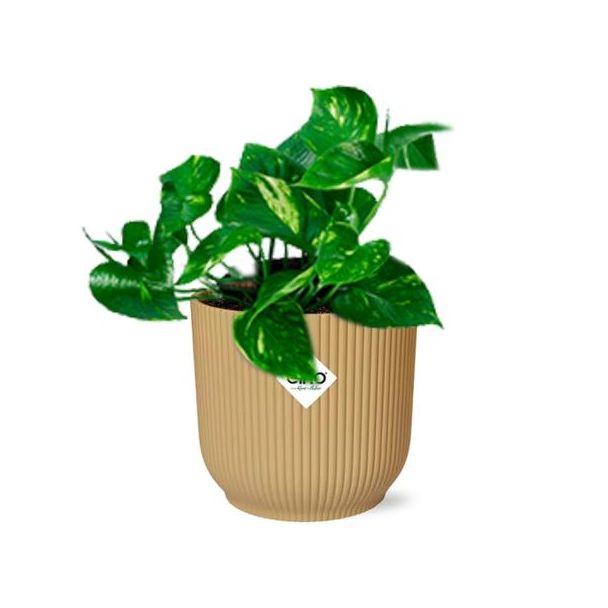 Beeld