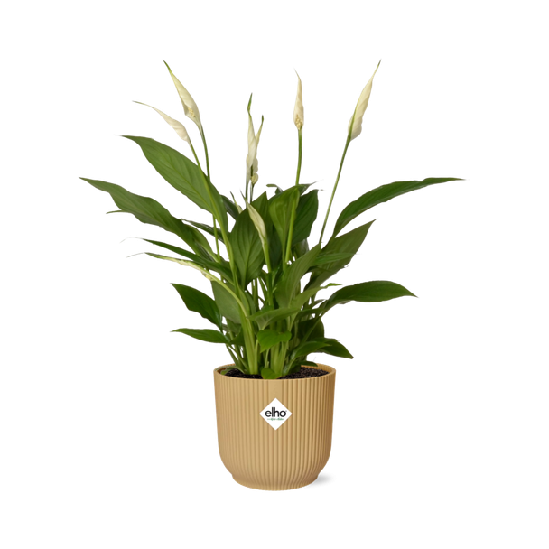 De Lepelplant of De VredesLelie, Bekend om zijn Witte Bloemen,SpathiphyllumTorelli - Ø17cm - ↕65cm in een Gele  ELHO Vibes Fold
