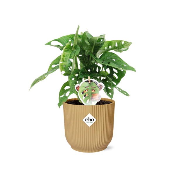 Gatenplant in Elho Vibes Fold Kleur Geel, Groene Kamerplant, Tropisch,  Monstera Deliciosa - Ø14cm - ↕30cm