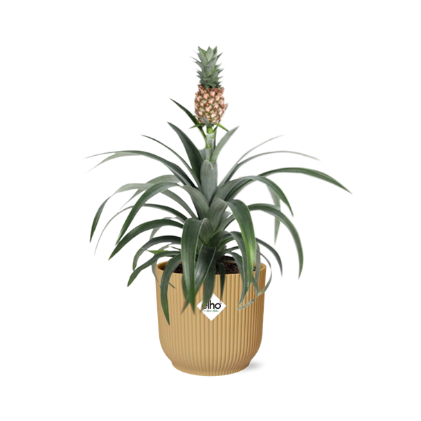 Ananas comosus ↕30cm - Ananas huisplant in gele pot 14cm
