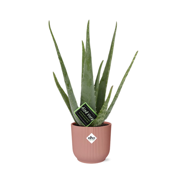Aloe Vera, in Elho Vibes Fold Ø12cm Kleur Roze, ↕40cm, Groene Plant,  Medicinale eigenschappen Ø14cm - ↕12cm, Groene Plant,  Medicinale eigenschappen
