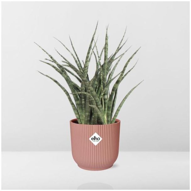 Vrouwentong, De Slangenplant, Zwaardachtig Groenachtig Blad met lichte Vlekken/Strepen, Stervormige Uitstraling, Sansevieria Fernwood Punk  Ø14cm - ↕35cm