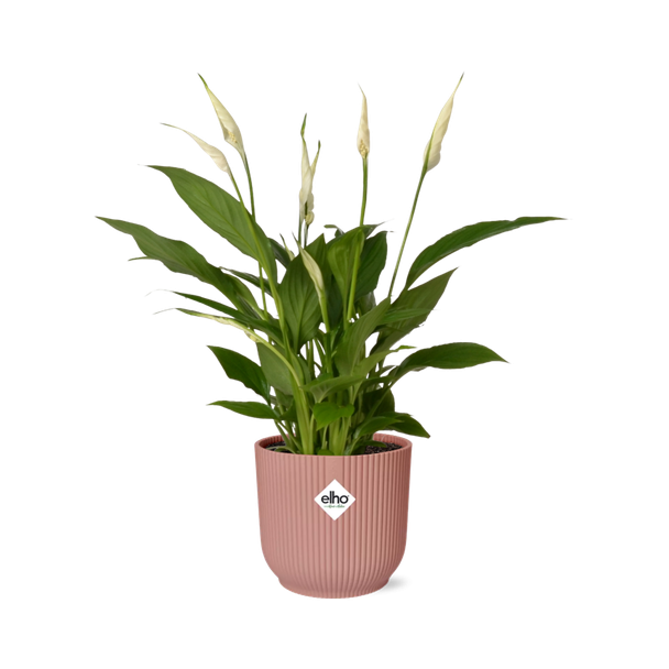 De Lepelplant of De VredesLelie, Bekend om zijn Witte Bloemen,SpathiphyllumTorelli - Ø17cm - ↕65cm in een Roze  ELHO Vibes Fold