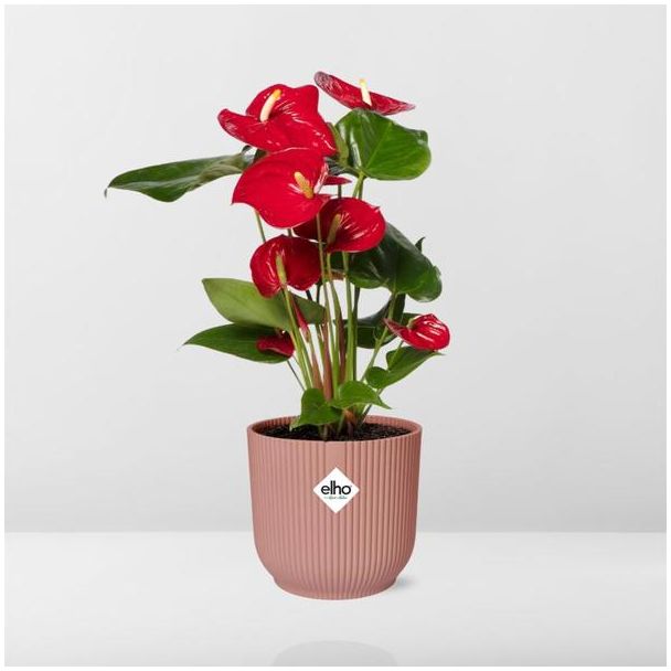 Anthurium Red 12cm in ELHO Vibes Fold 14cm roze