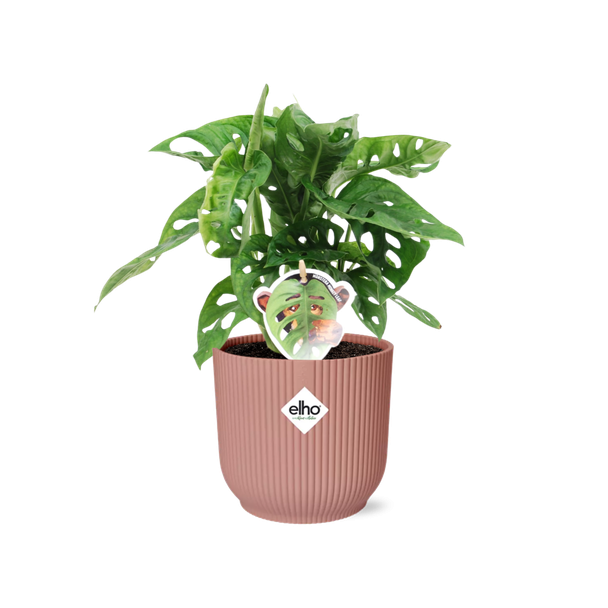 Gatenplant in Elho Bibes Fold Kleur Roze Groene Kamerplant, Tropisch,  Monstera Deliciosa - Ø14cm - ↕60cm