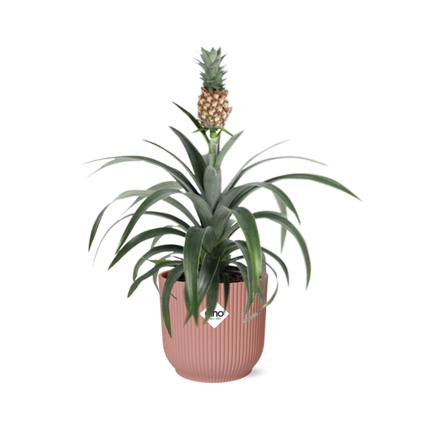 Ananas comosus ↕30cm - Ananas huisplant in roze pot 14cm