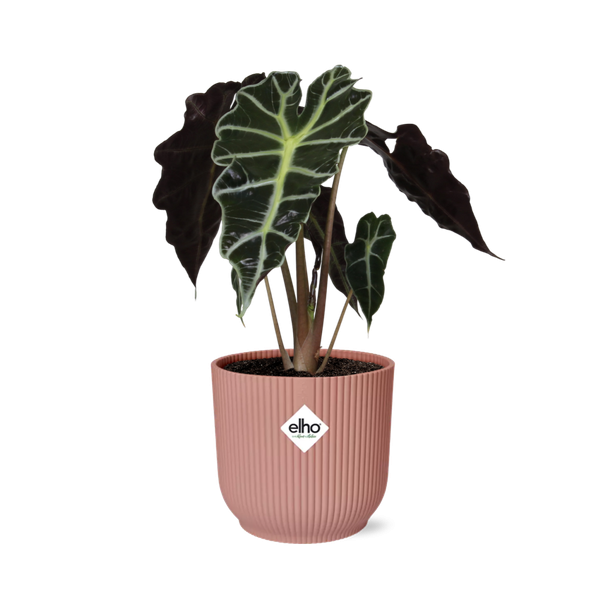 Olifantenoor in ELHO Vibes Fold Kleur Roze, Groene Plant, Tropisch, Karakteristiek blad, Alocasia Polly - Ø14cm - ↕40cm