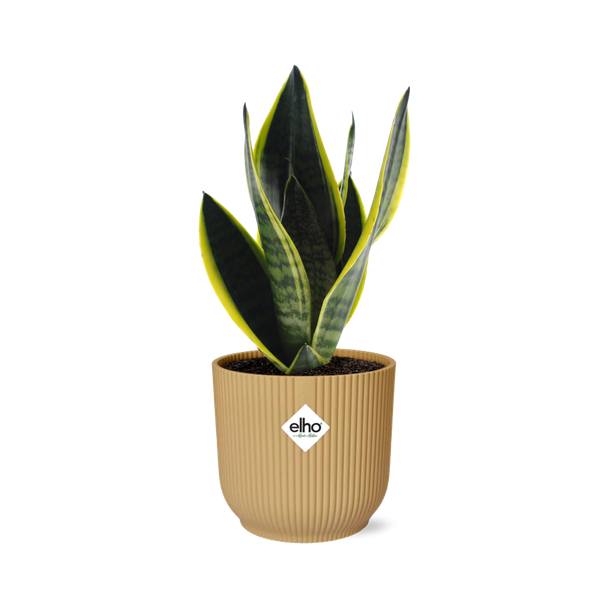 Schoonmoeders Tand, Vrouwentong, De Sansevieria Futura Superbra, in Elho Bibes Fold kleur Geel,Tropisch, Ø14cm - ↕40cm