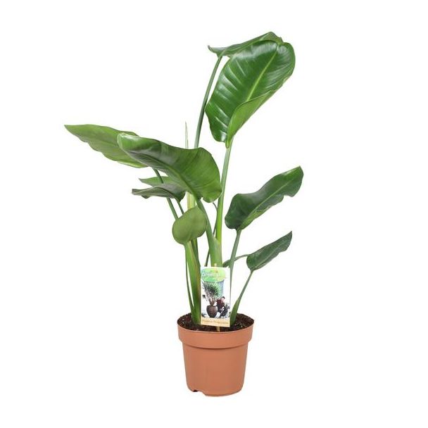 Witte Paradijsvogelplant, Tropische Groene Plant, Strelitzia Nicolai,  Ø17cm - ↕60cm