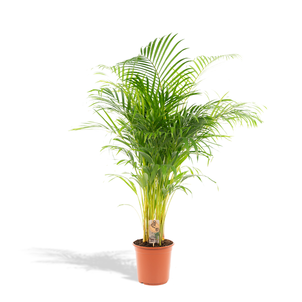 Goudpalm of vlinderpalm, kamerplant, Areca palm - Ø24cm - ↕130cm