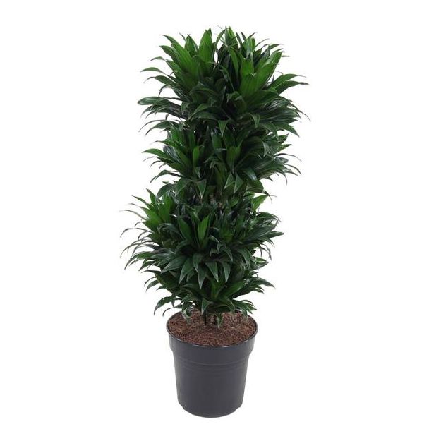Bossige Groei Dracaena Compacta Vertakt ↕100cm - Ø27cm - Compacte Kamerplant