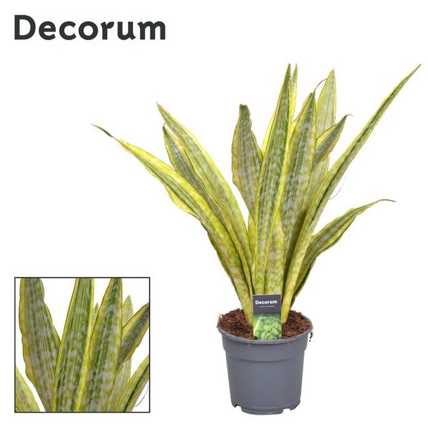 Vrouwentong, Slangenplant, Zwaardachtig Groen Blad met treepjes/vlekjes, Sansevieria Aubrytniana Metallica (Decorum) - Ø17cm - ↕70cm