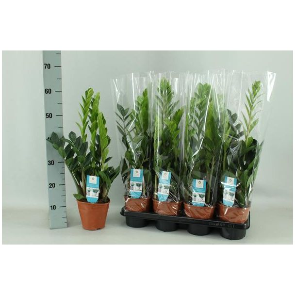 Zamioculcas 14cm - Ø14cm - ↕65cm