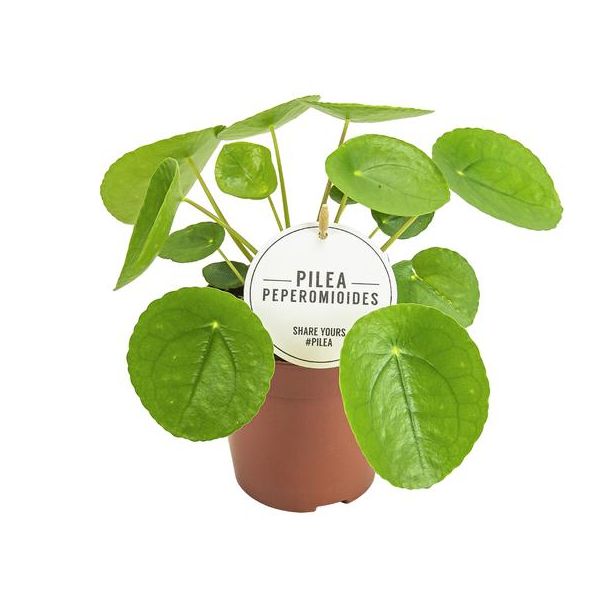 2 Pannekoekenplanten mt hoogte van 20 cm - Pilea Peperomioides - Ø13cm